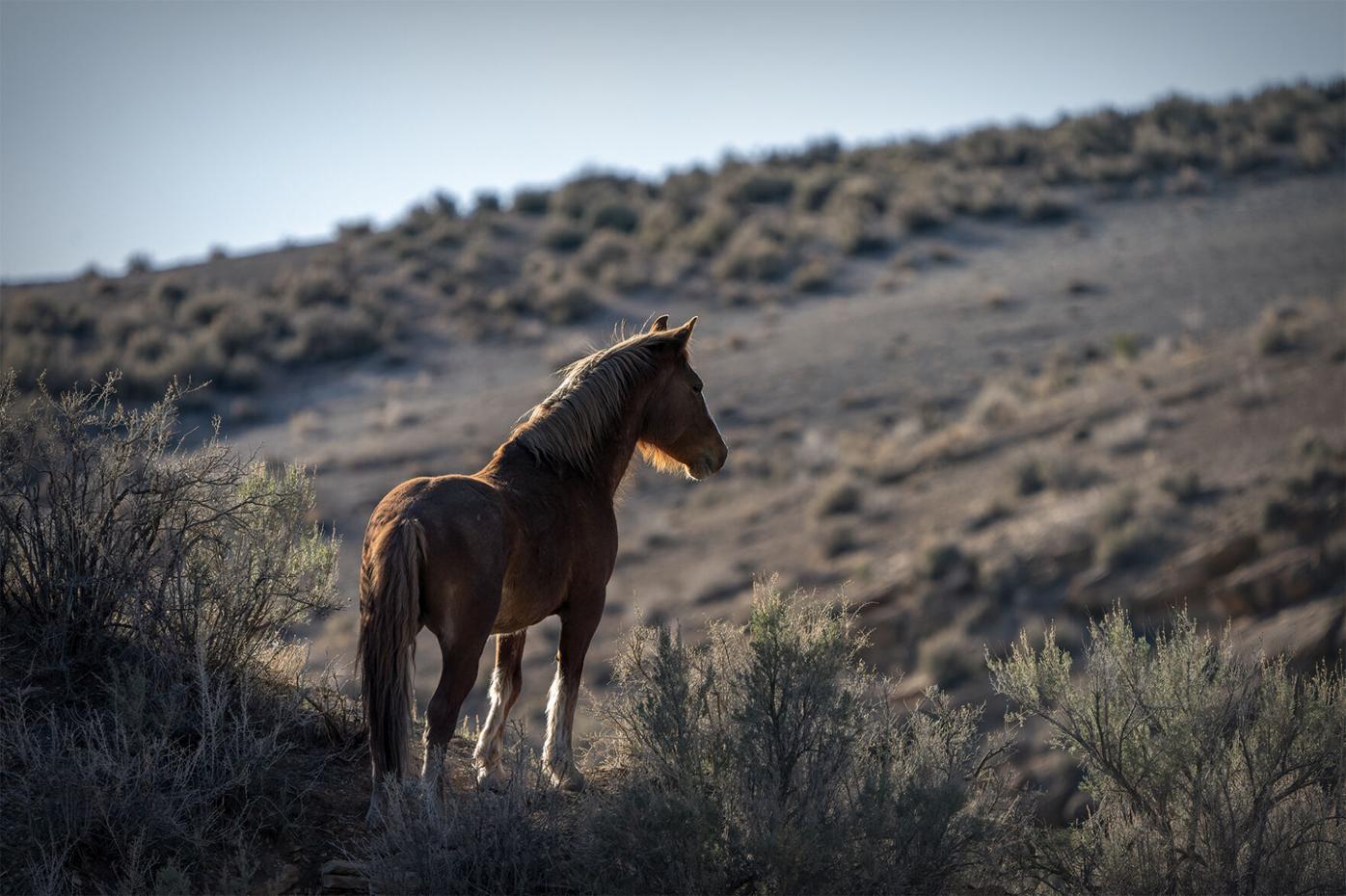 wild horses 2a.JPG