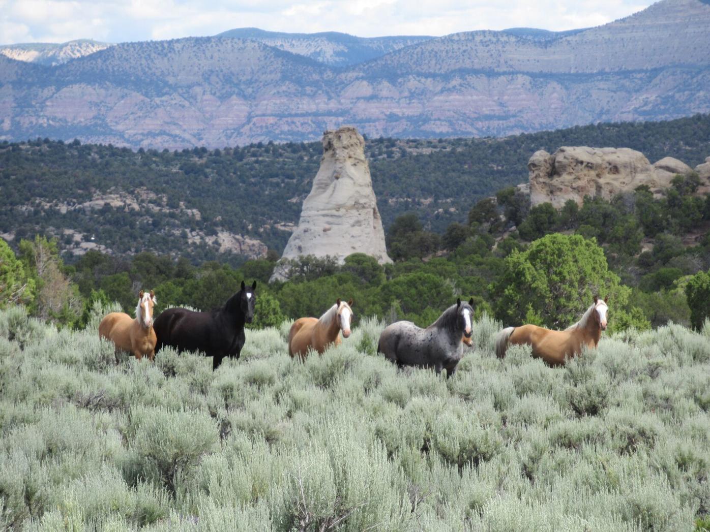 wild horses at little book cliffs.JPG