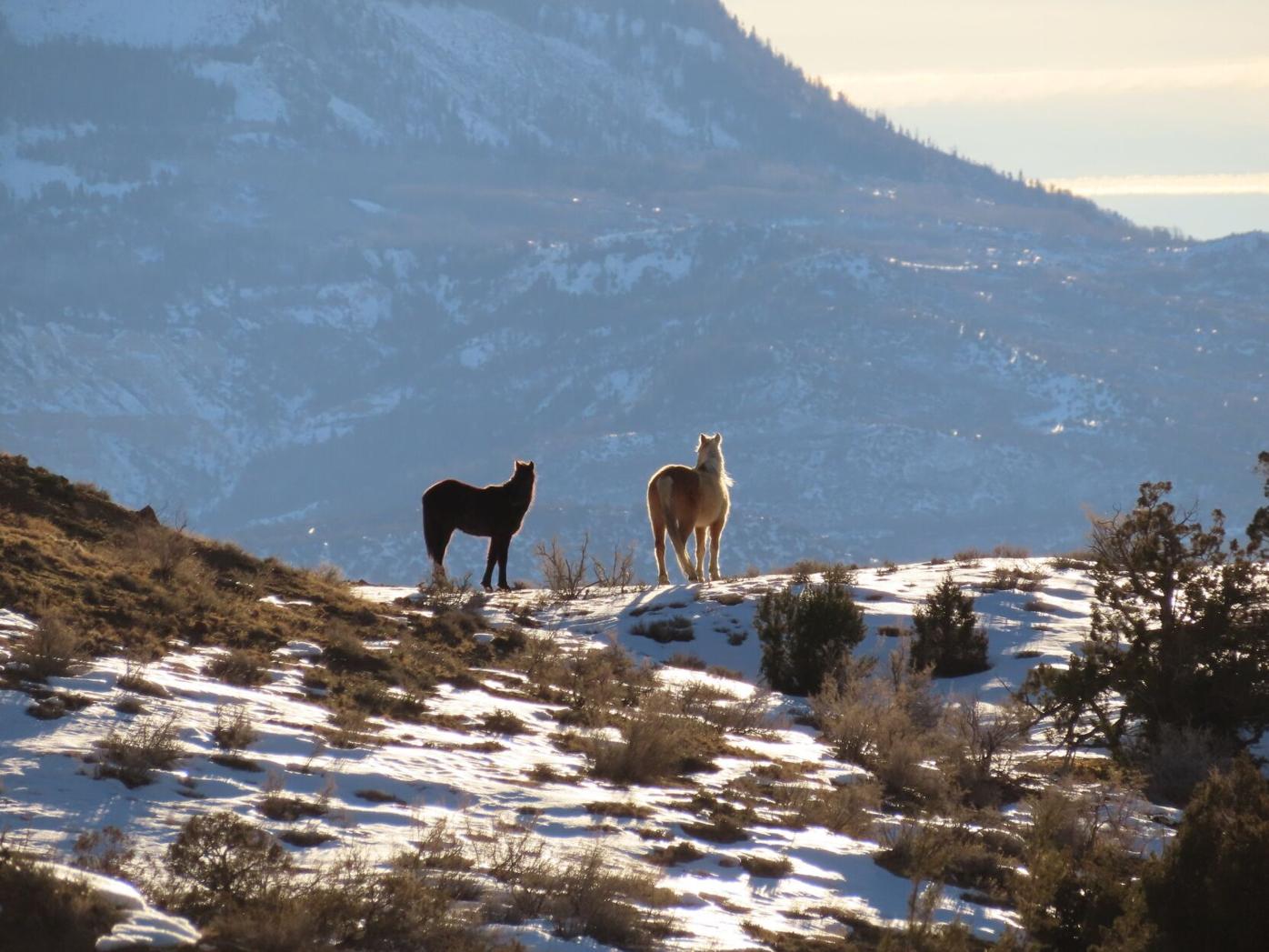 wild horses at little book cliffs 2.JPG
