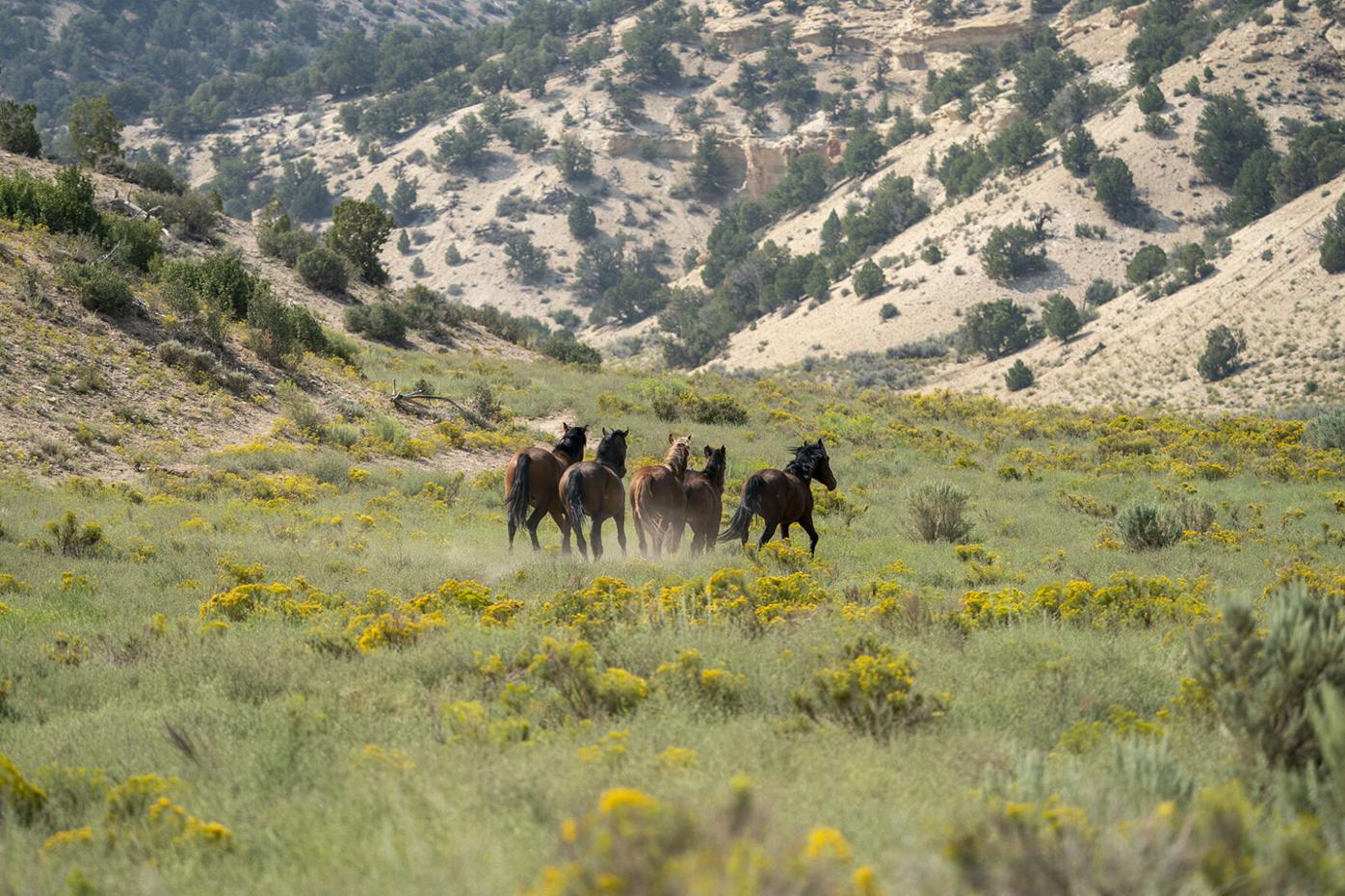 wild horses 1a.JPG