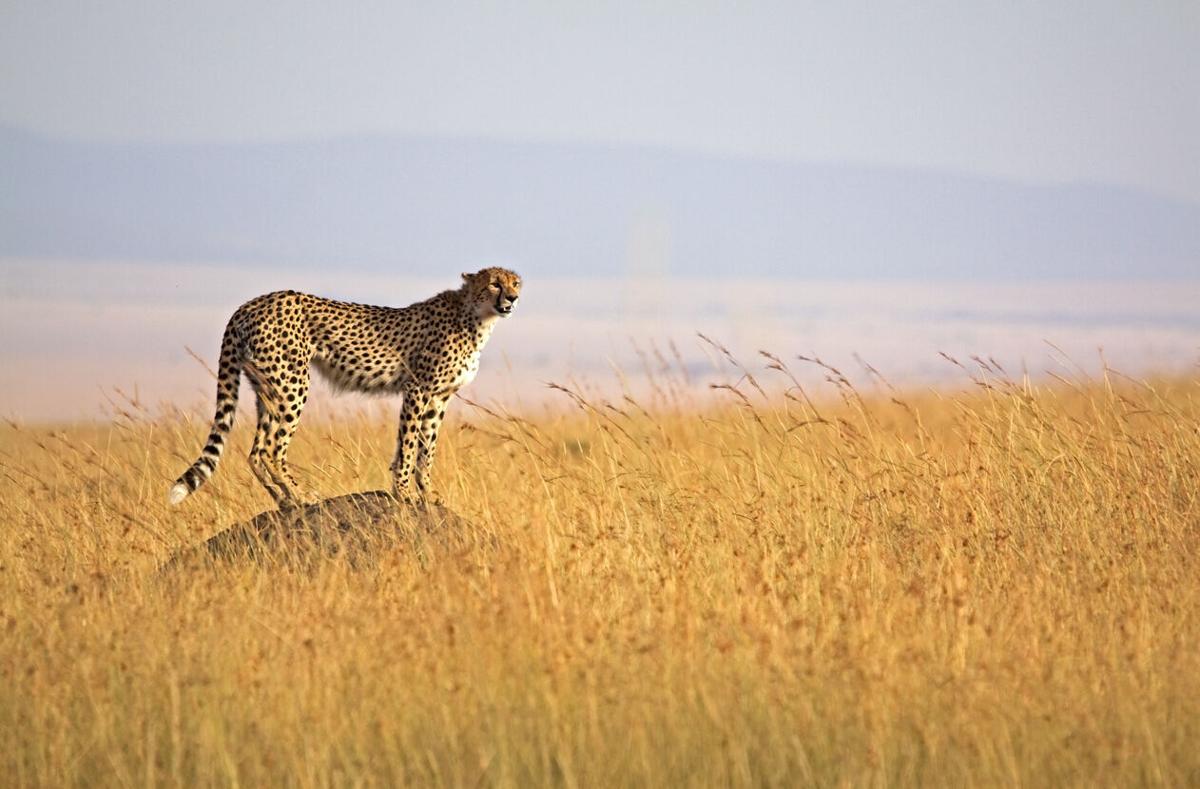 Alert Cheetah Photo Credit: WLDavies (iStock).