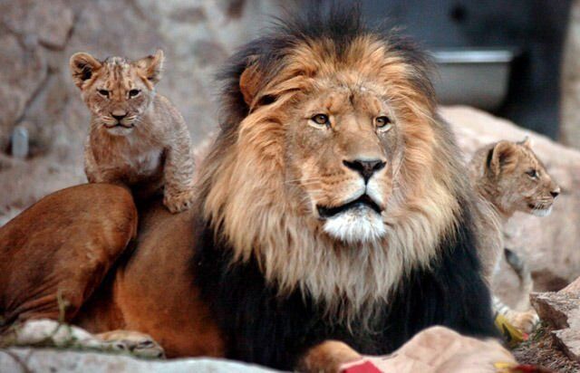 Cheyenne Mountain Zoo's Akili family
