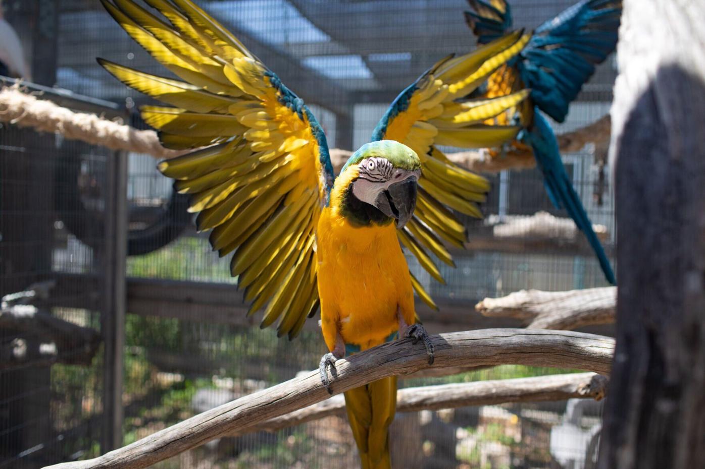 080622-feat-parrots 2.jpg
