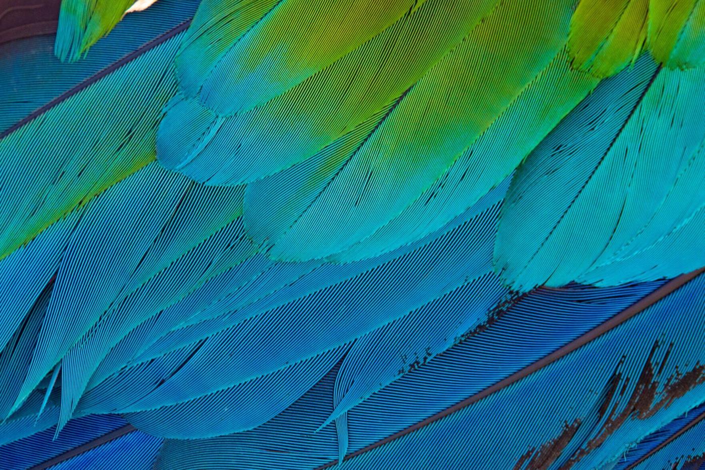 080622-feat-parrots 3.jpg
