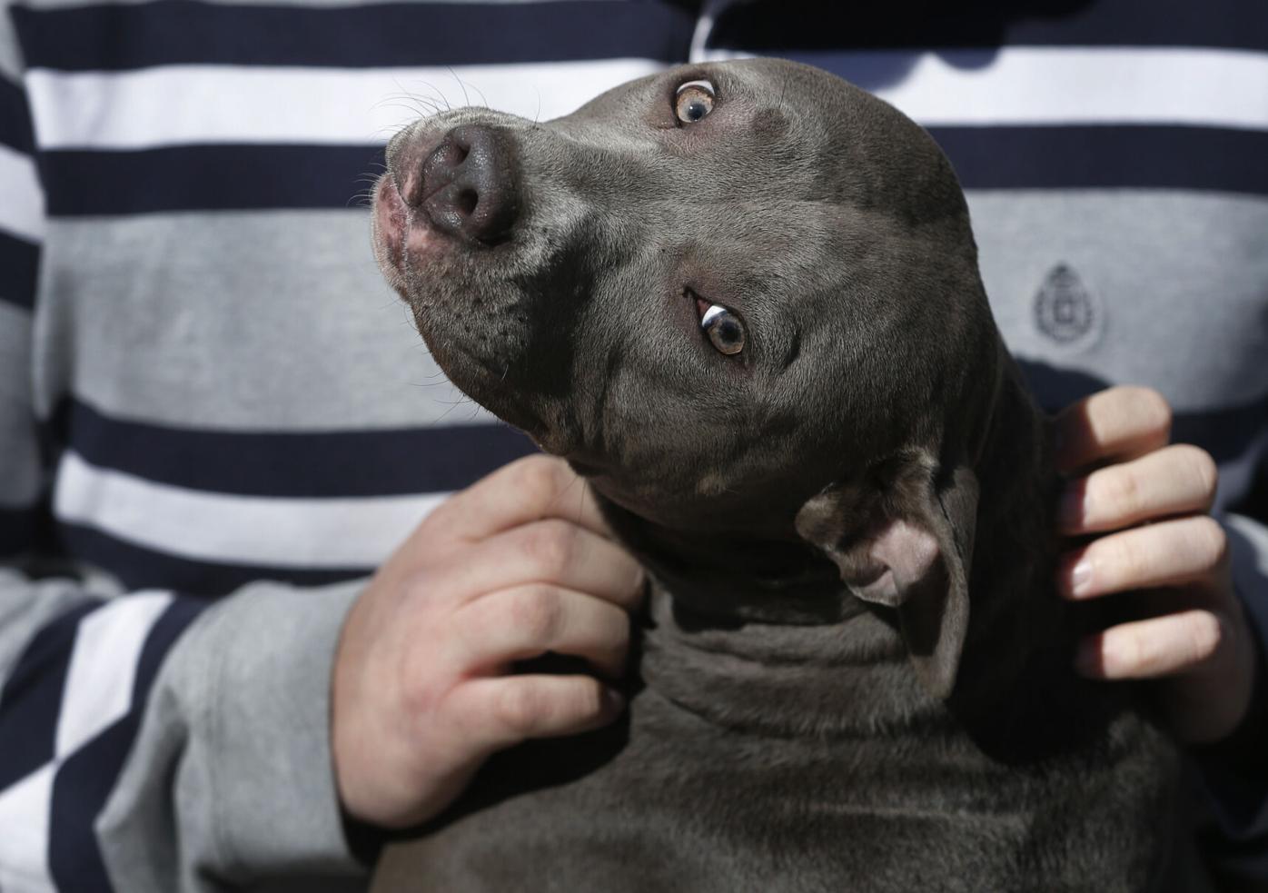 Pit Bulls Rethinking Bans