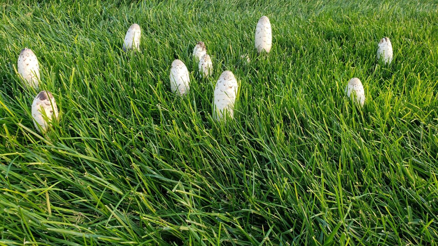 lawn mushrooms in bluegrass.jpg