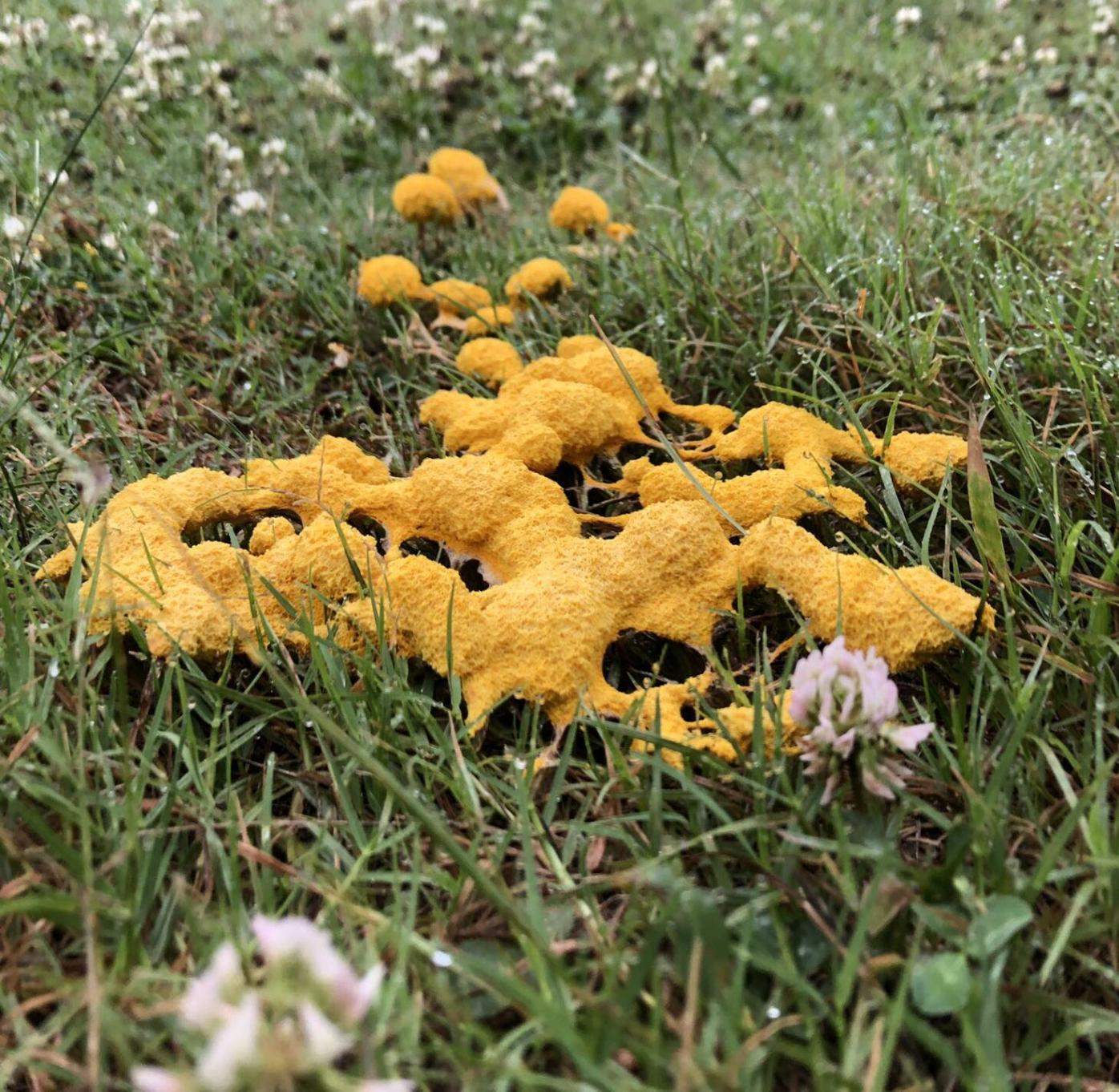 dog vomit fungus.jpg