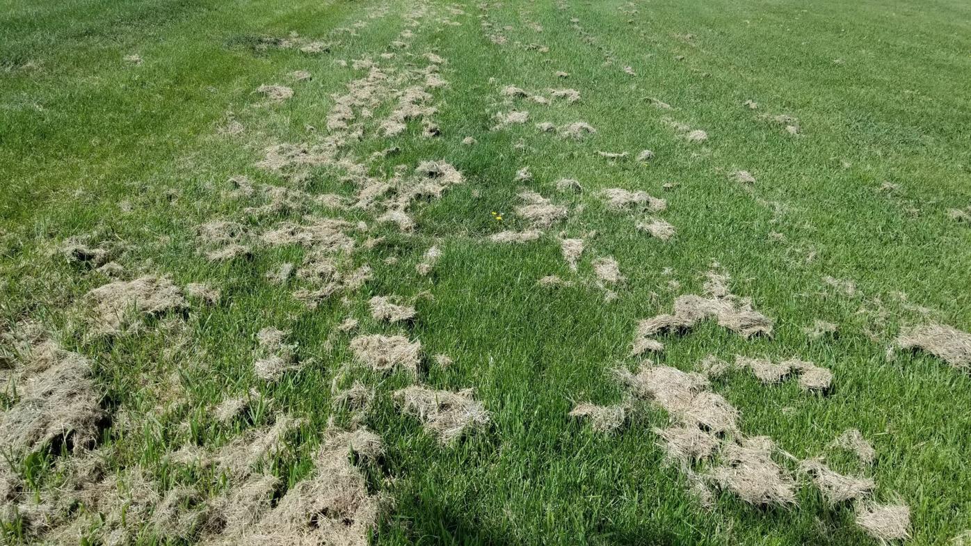 clumping grass clippings when mowing isn't done frequently enough due to wet weather and fast growing grass.jpg