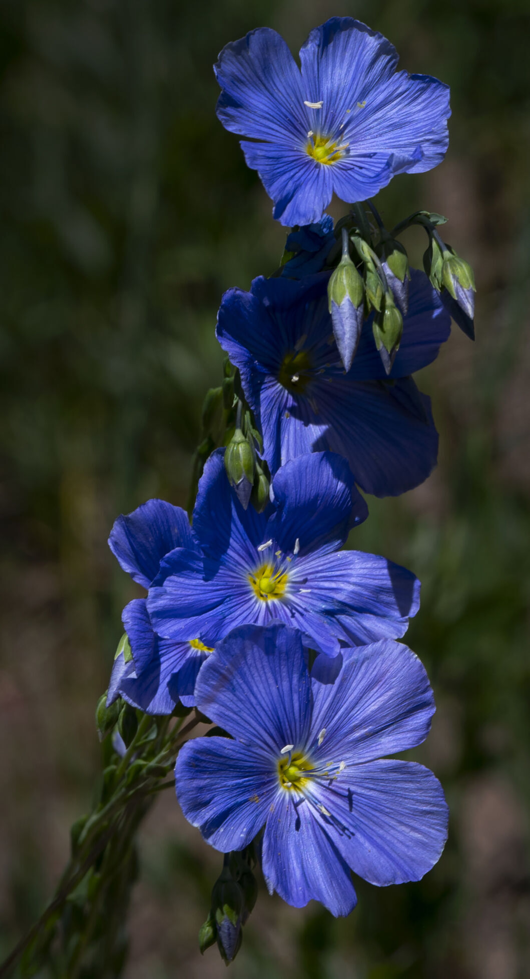 070323-ot-flowers-dg 5.jpg