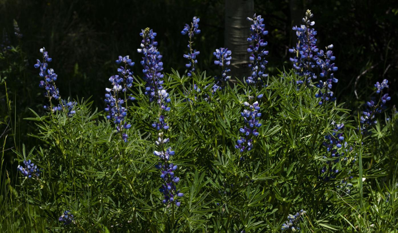 070323-ot-flowers-dg 10.jpg