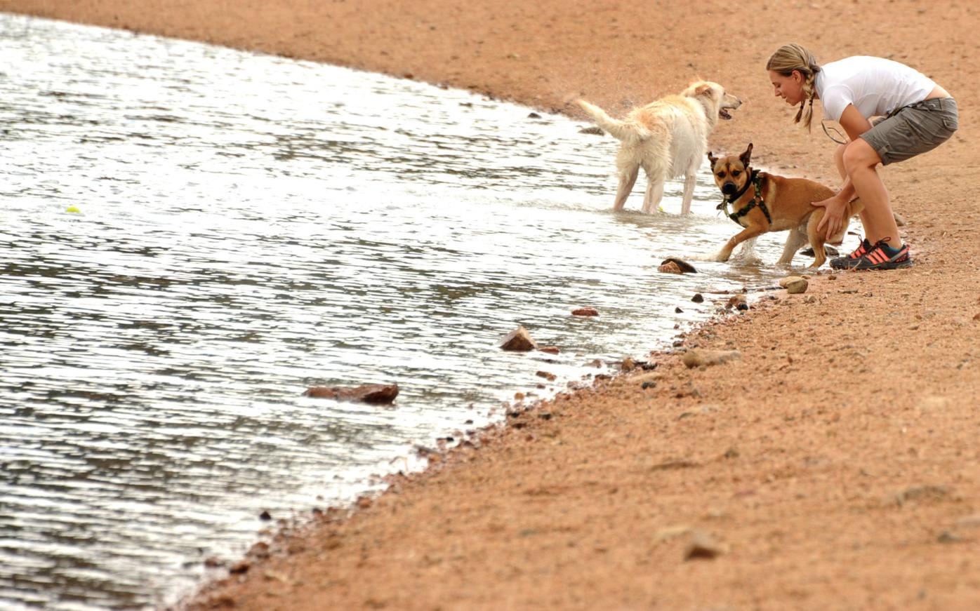 Dog feature
