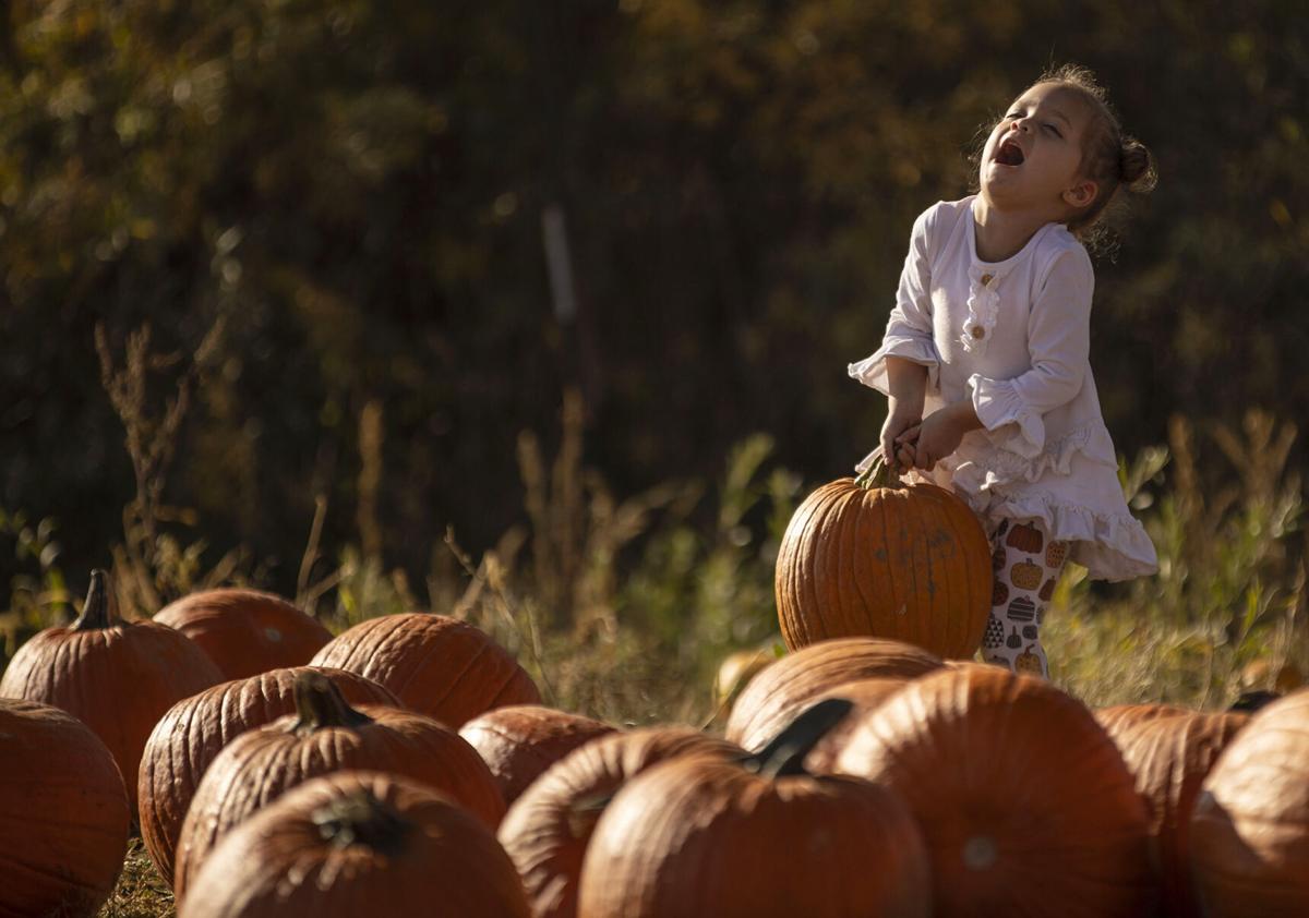 101320-news-pumpkins 01.jpg