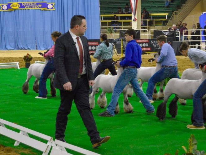NWSS 2024 grand champion judging .jpeg