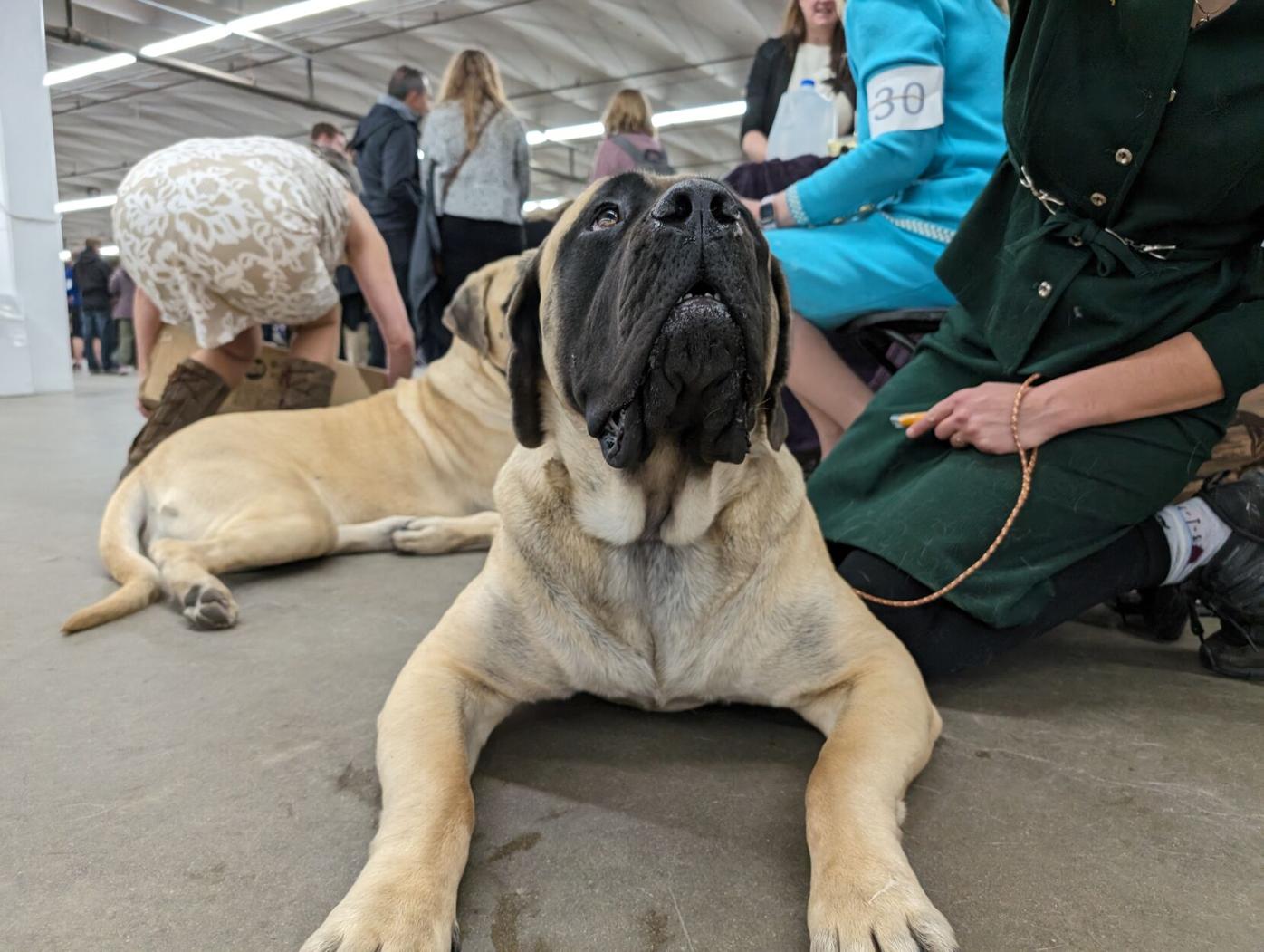 denver dog show 3