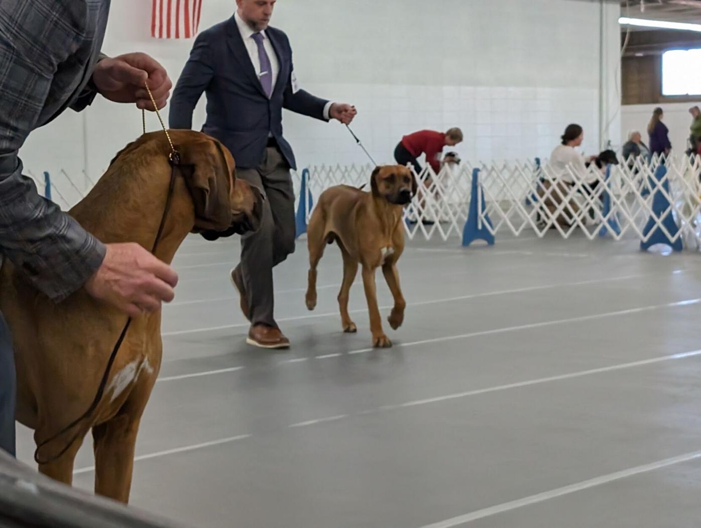 denver dog show 4