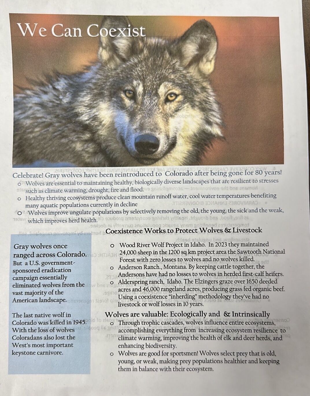 Wolf Flyer 1.jpg