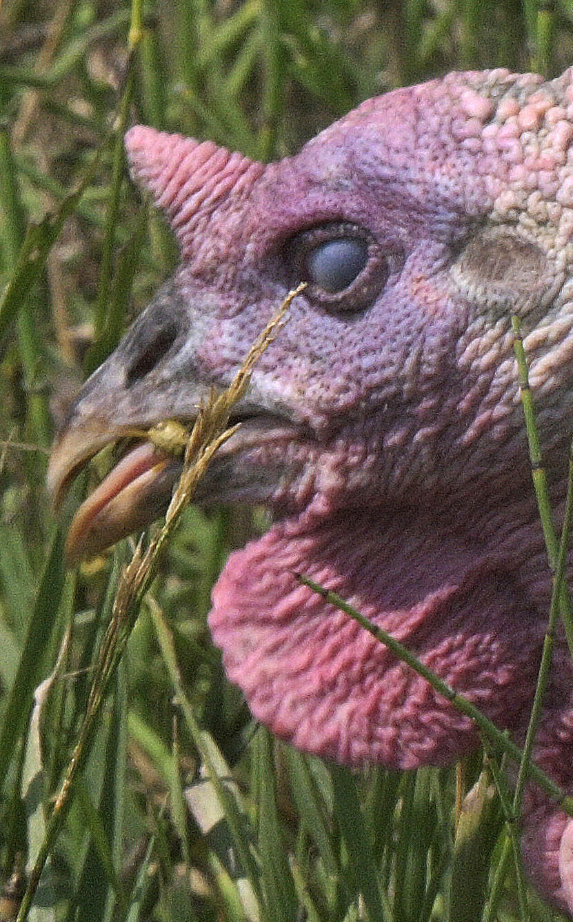 081124-life-turkey 2.JPG