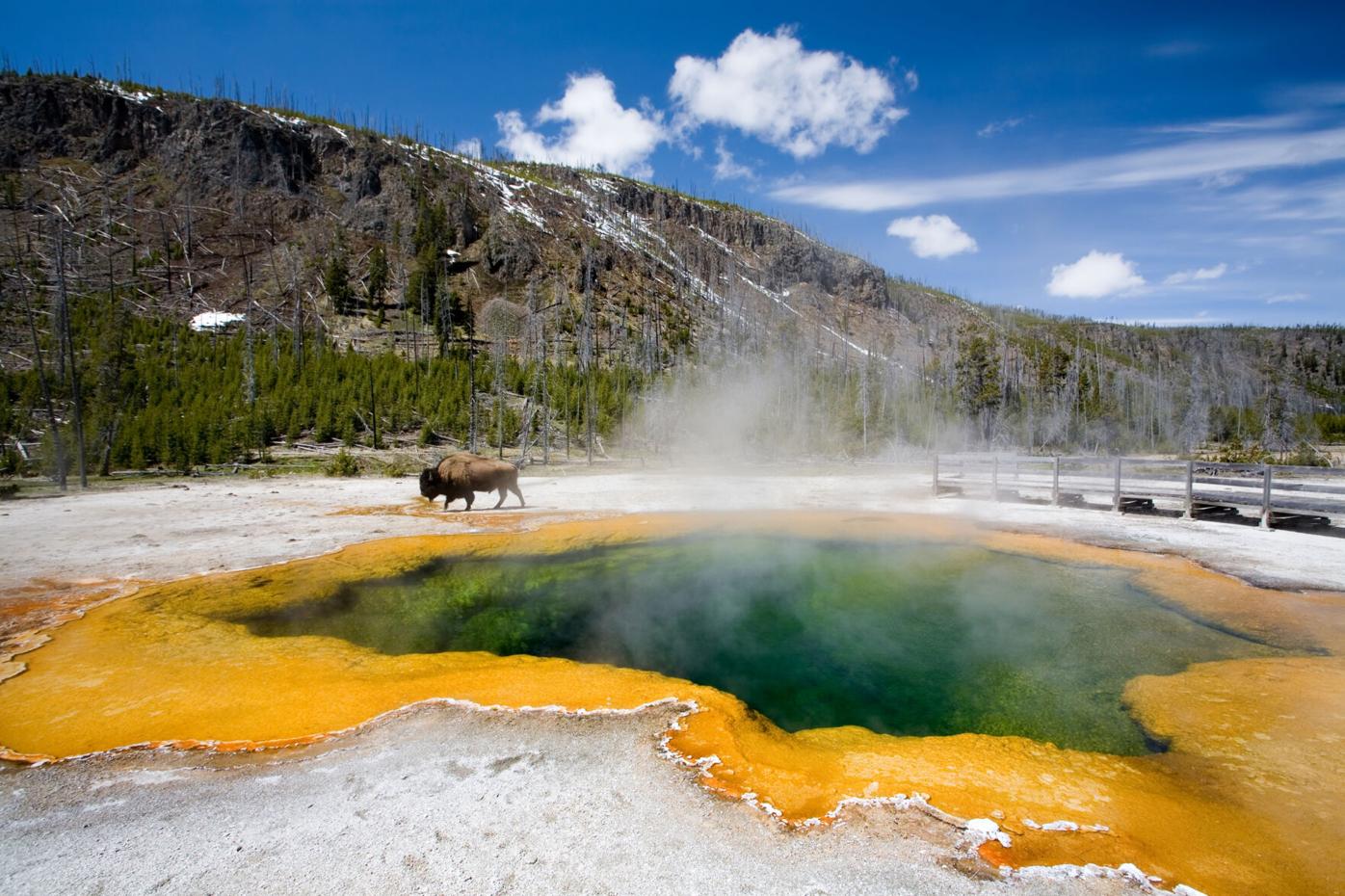 ynp-bison-emerald-pool