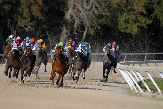 BelmontHorses