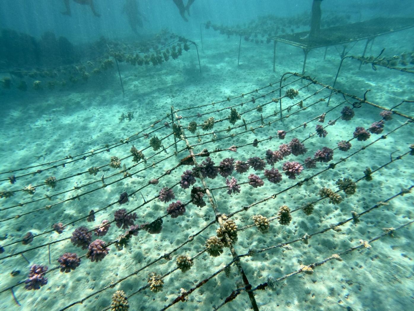 WindstarCoralRestoration