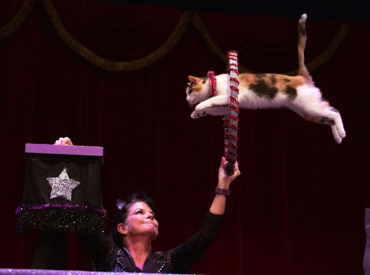 The Acro-Cats Alley-Oop