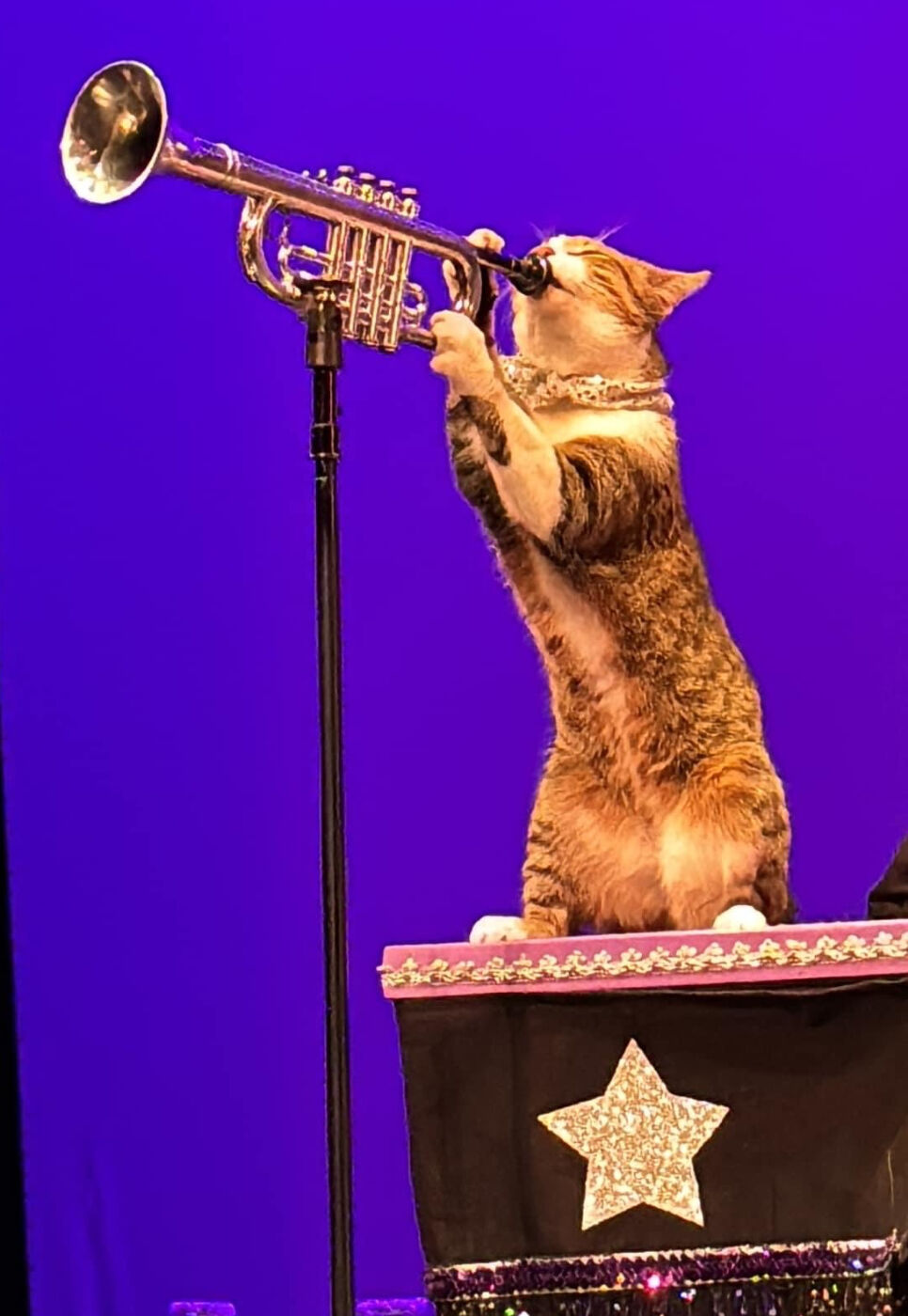 Acro-Cats Jazz Cat Miki