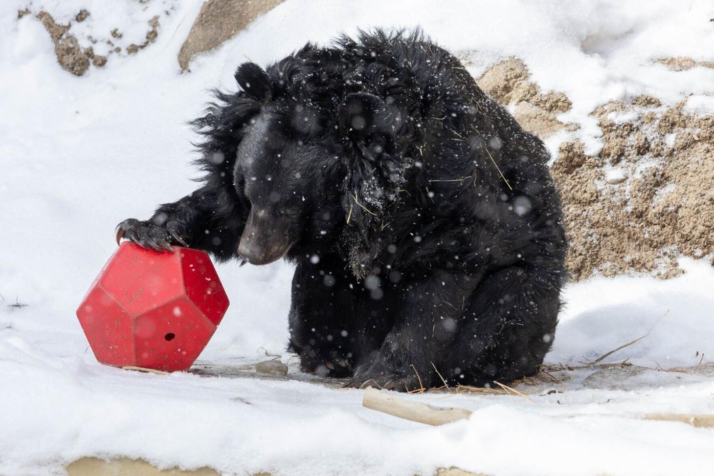 Asiatic Black Bear Beezler, Cheyenne Mountain Zoo
