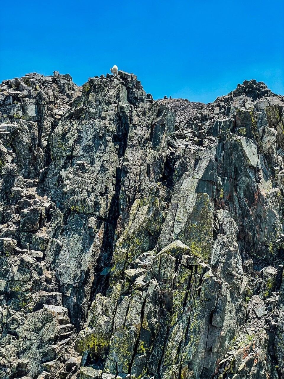 The crux of the west ridge route up Quandary Peak. Note the goat at the top of the route for scale. Also zoom to see climbers on the summit in the distance. Photo Credit: Spencer McKee.