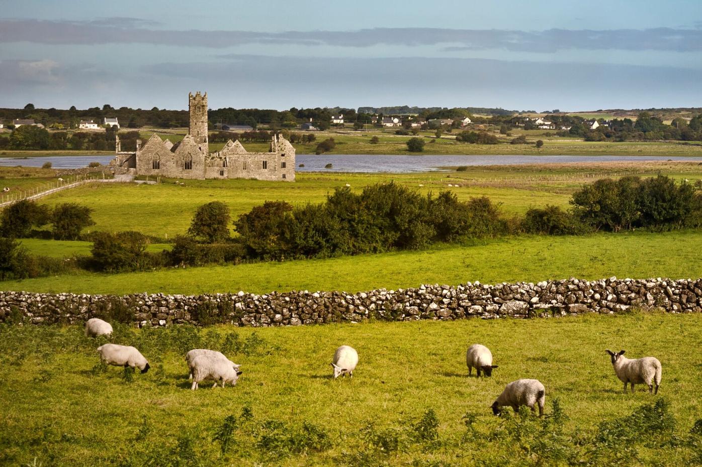 IrishSheep