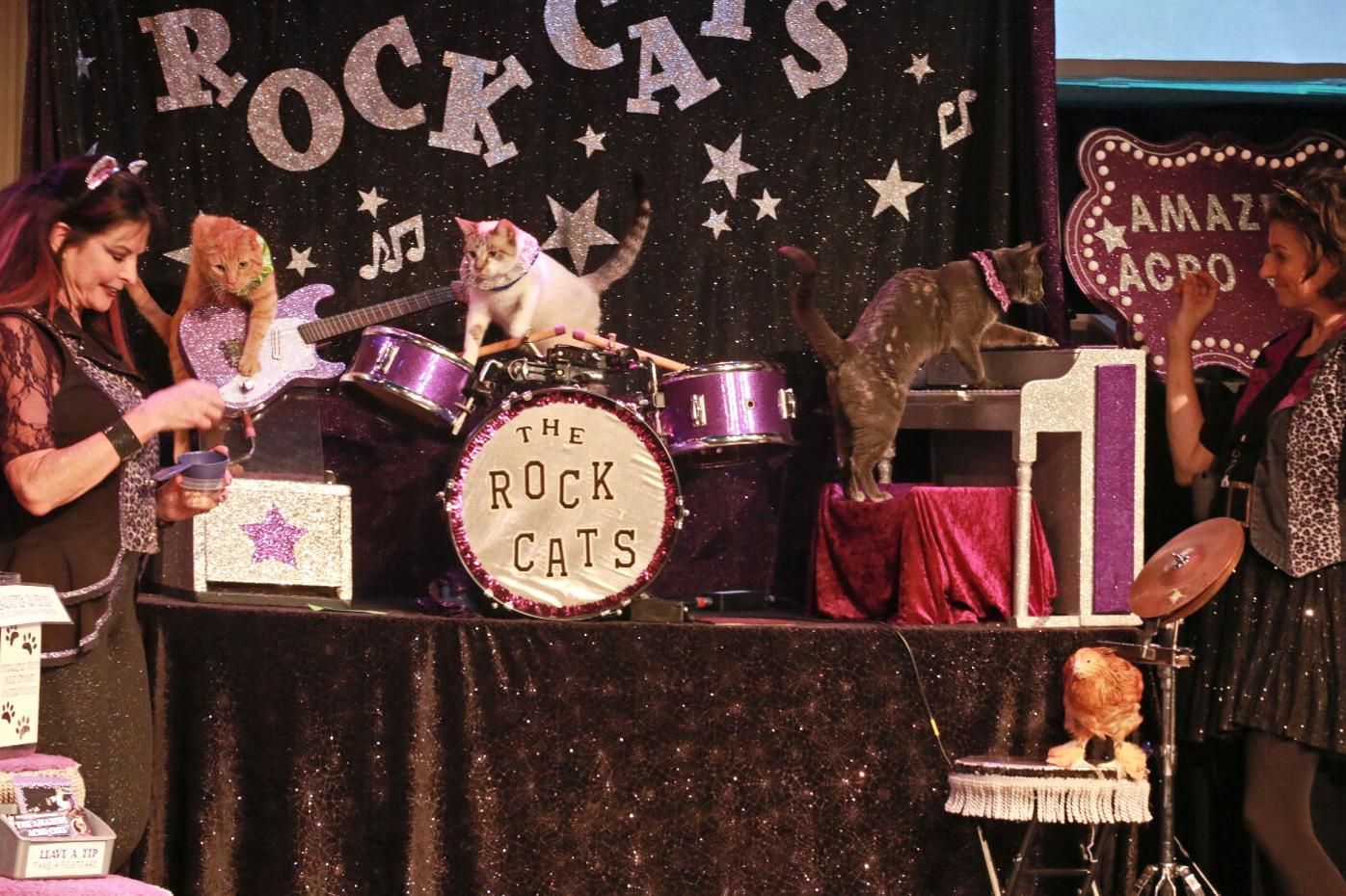 Acro-Cats in Denver