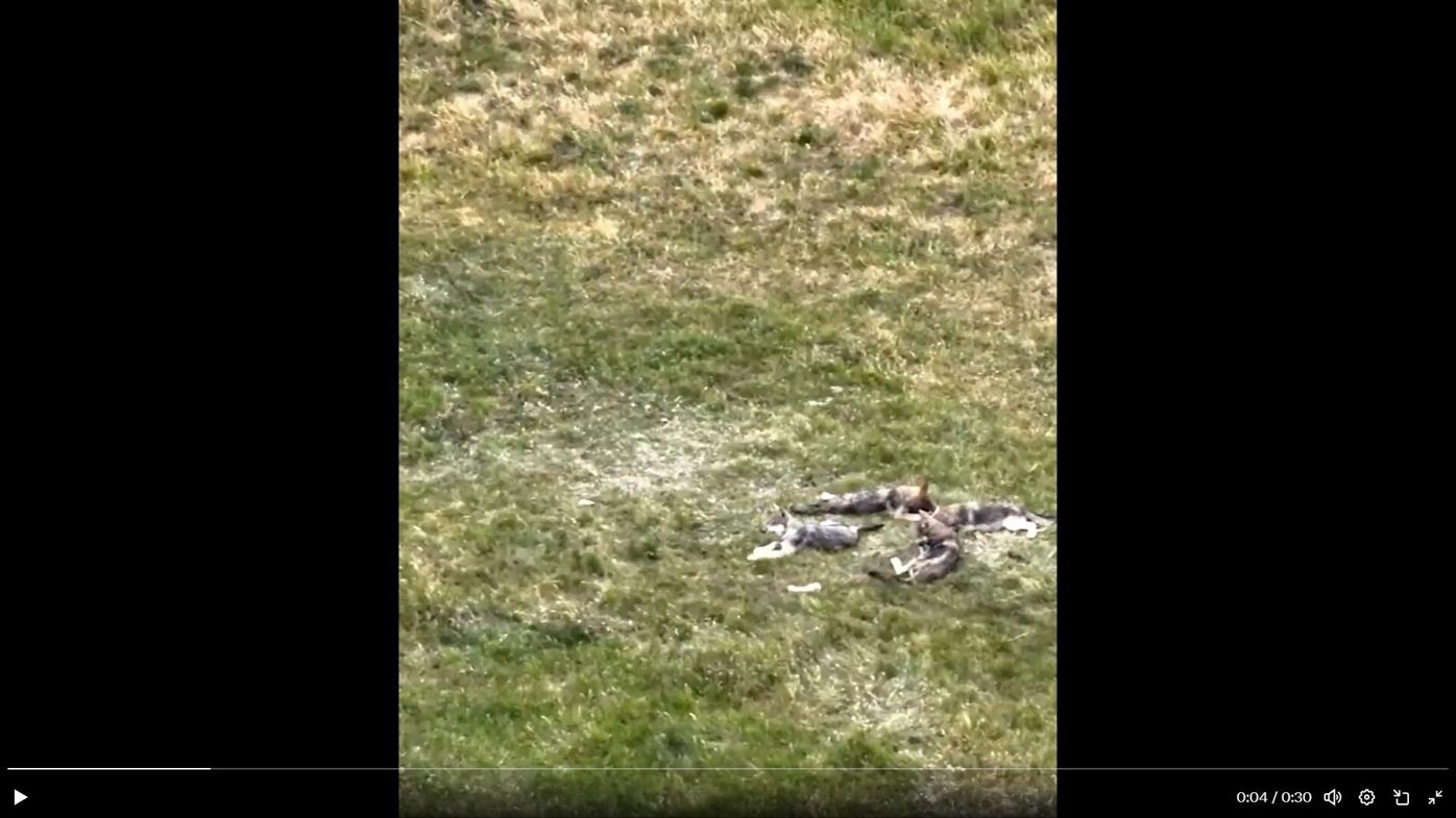 One Ear wolf pack pups in Jackson County