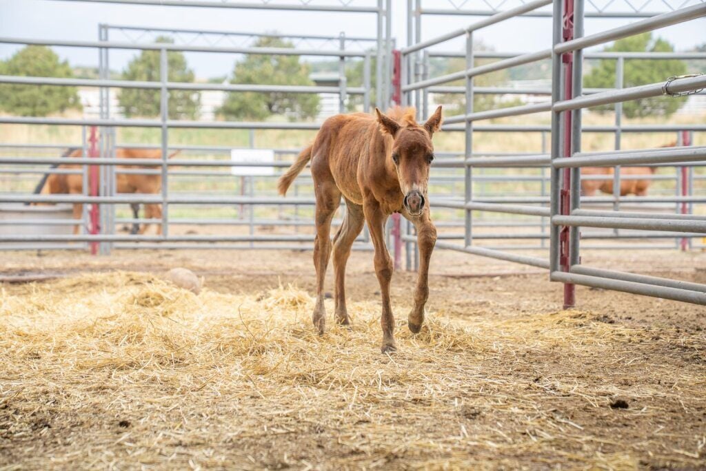 Photo Credit: Humane Colorado