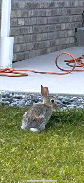 Rabbit2_Courtesy Aurora Animal Services.PNG