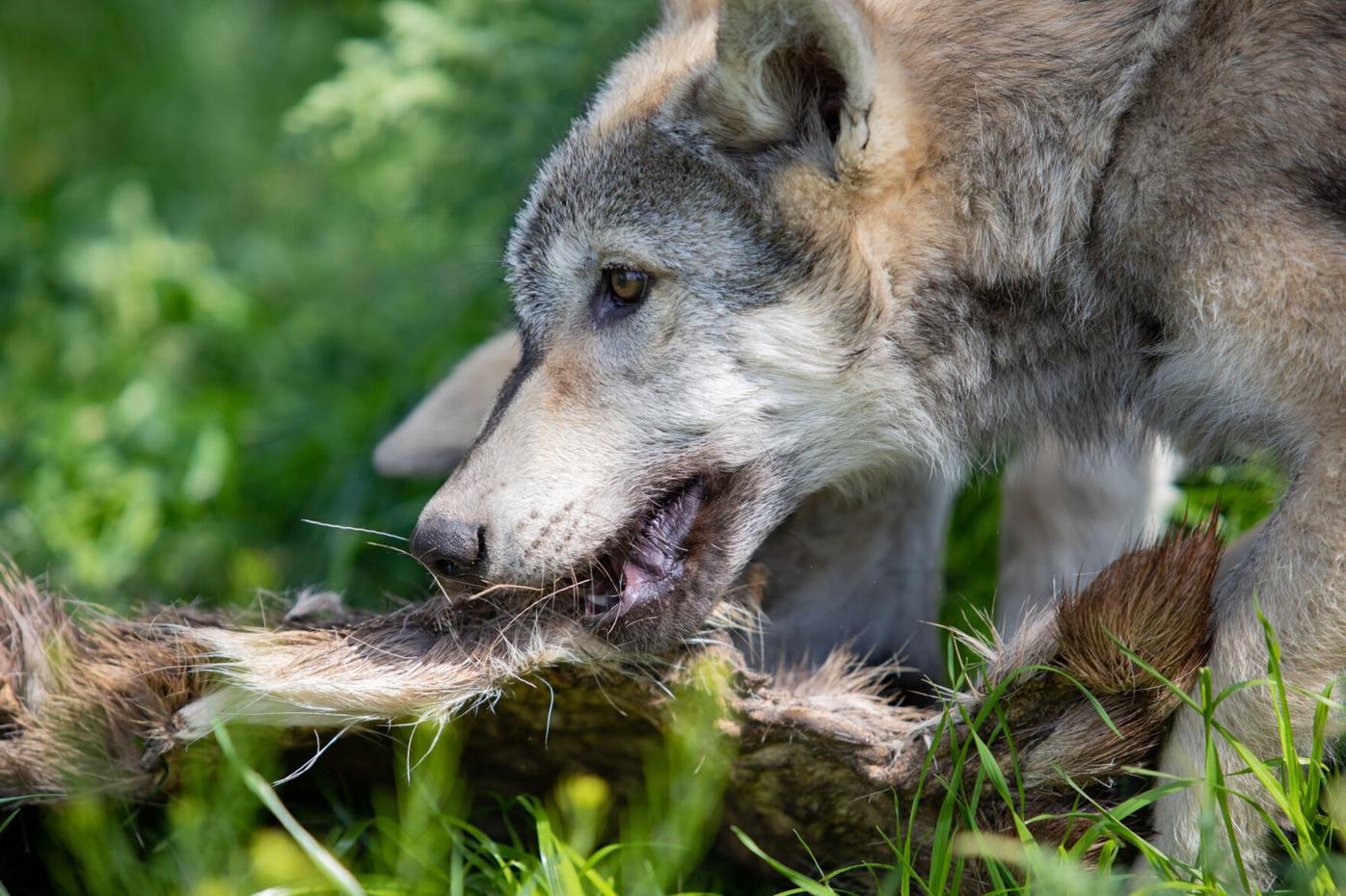 080422-news-wolves 2.jpg (copy)